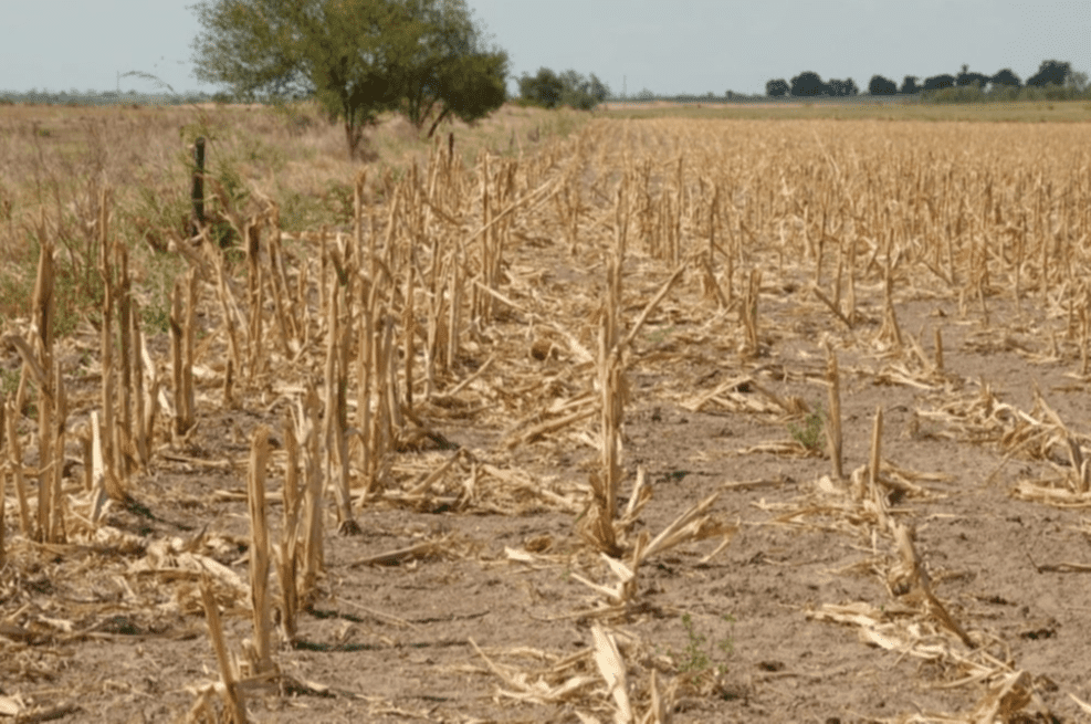 Nación Homologó la Emergencia Agropecuaria para Santa Fe 
