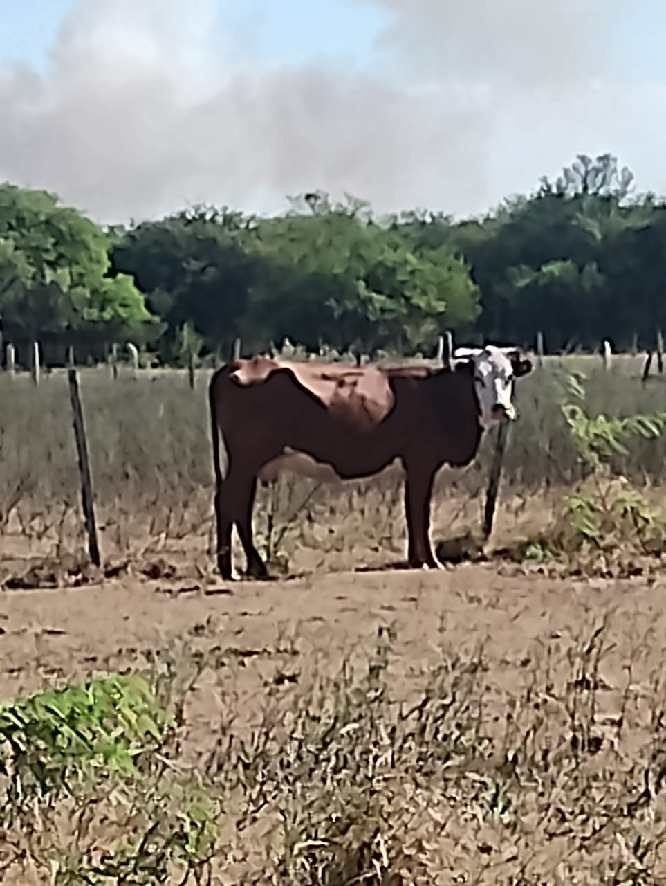 LA SEQUÍA GOLPEA FUERTE AL NORTE DE SANTA FE